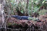 A very large aligator laying on a big log